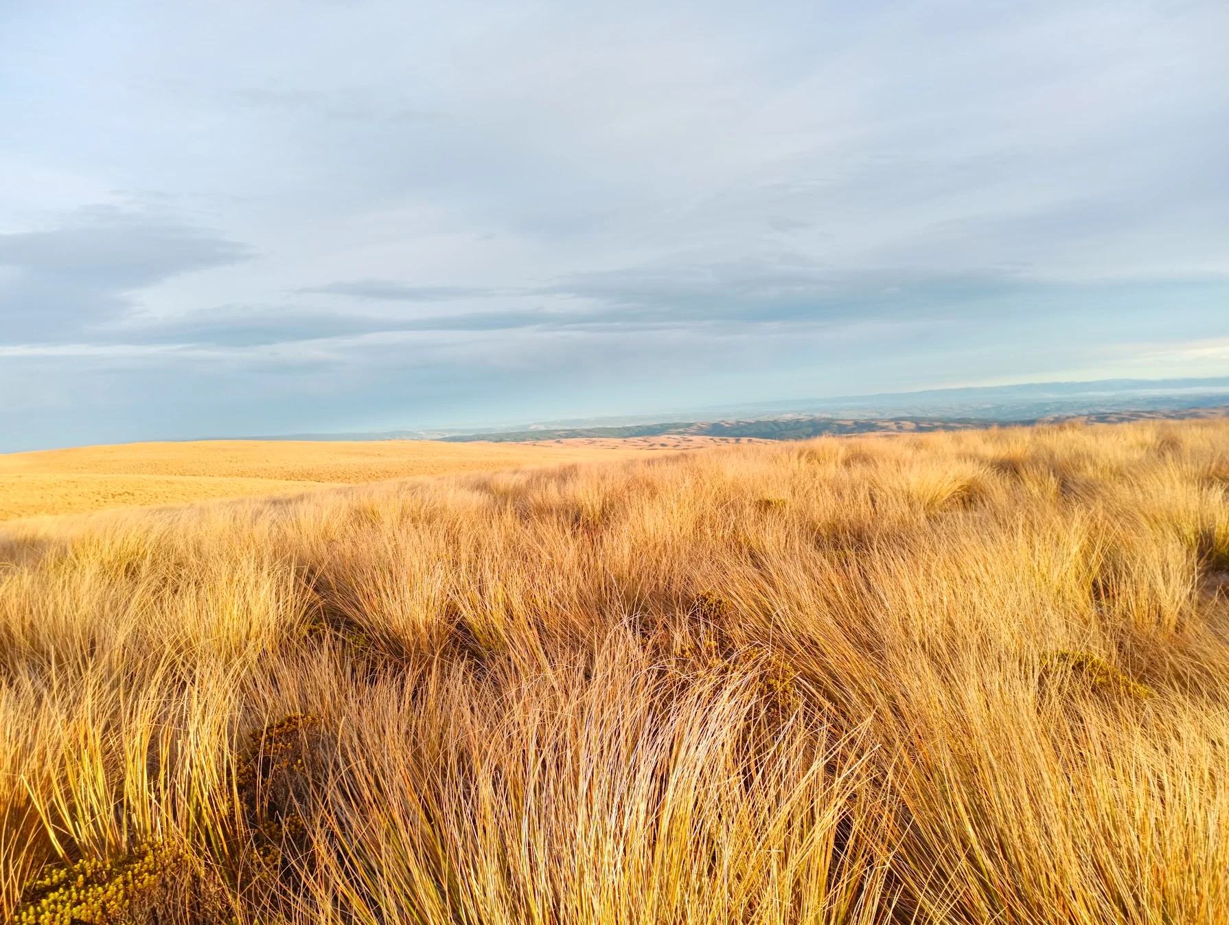 Lammerlaw high-country tussock terrain in Otago, New Zealand