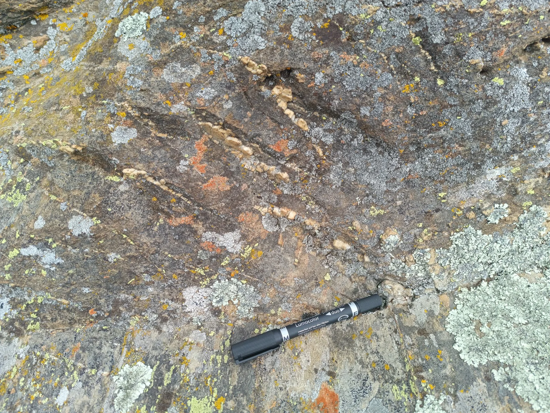 Quartz veining exposed in outcrop at Oturehua, Otago