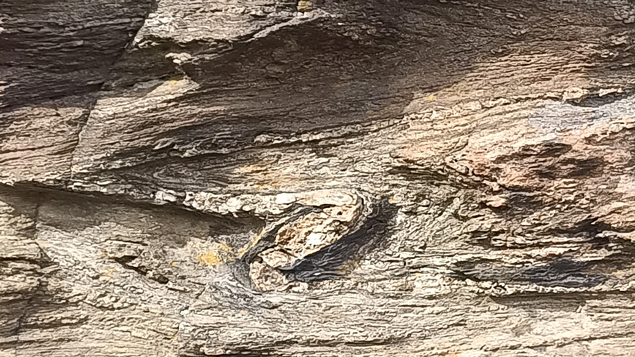 Tightly folded schist and quartz veining associated with structurally controlled mineralisation